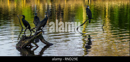 Famille de cormorans assis sur les branches au-dessus de l'eau Banque D'Images