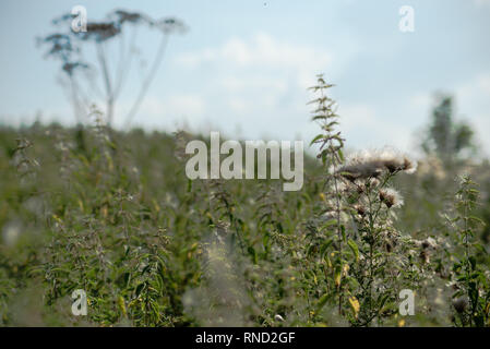 L'été apporte beaucoup de pollen dans la campagne,comme ce champ dans Hampshie,Angleterre. Banque D'Images