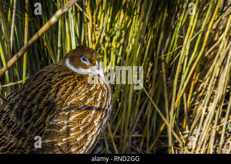 Himalayan monal femelle faisan, face en gros plan, d'oiseaux tropicaux d'Asie Banque D'Images