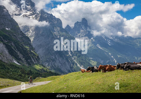 Troupeau de bétail dans les prairies au-dessus de Grindelwald avec face nord de l'Eiger en arrière-plan, Berner Oberland, Suisse,Jungfrauregion Banque D'Images