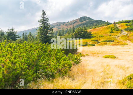 Vue de Babia Gora ou Babi hora, le plus haut sommet des montagnes Beskides en Pologne et Slovaquie border Banque D'Images