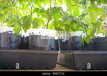 Vue latérale des pots de tomates au printemps prêt à planter Banque D'Images