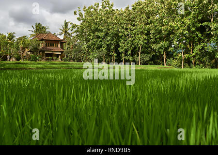 Paysage tropical avec des pousses de riz à Ubud à Bali Banque D'Images