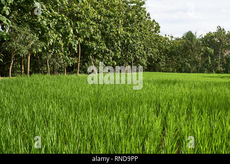 Paysage tropical avec des pousses de riz à Ubud à Bali Banque D'Images