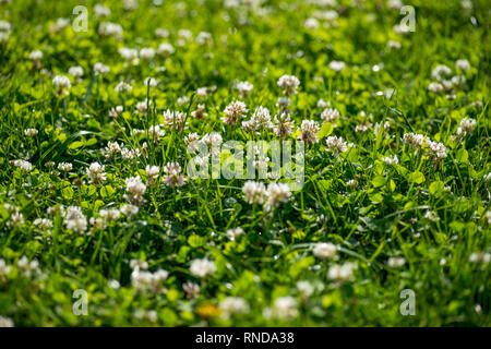 Le trèfle blanc wild meadow fleurs dans champ. Nature vintage été printemps photo arrière-plan. Focus macro shot sélective avec DOF peu profondes Banque D'Images