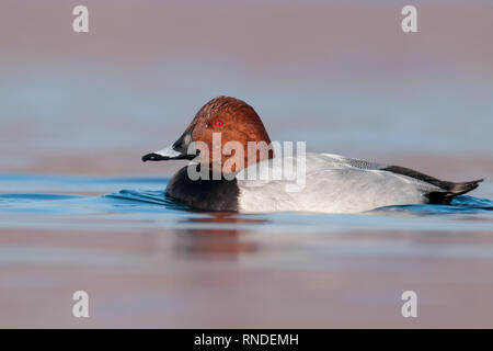 Mâle de fuligule milouin (Aythya ferina), bel oiseau de lacs et étangs, République Tchèque Banque D'Images