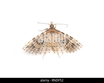 La vingt-Alucita hexadactyla plume moth sur fond blanc Banque D'Images