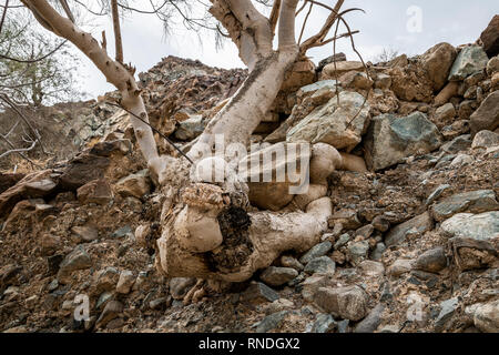 Un arbre avec des racines en croissance et s'adapter au terrain, ici dans un petit canyon entre les rochers Banque D'Images