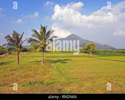 La montagne Arunachala à Tiruvannamalai Tamil Nadu Inde est mentionnée dans les anciennes Ecritures comme la plus ancienne montagne sur terre et la recherche moderne Banque D'Images