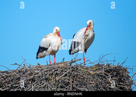 Couple de cigognes sur leur nid au printemps au Portugal Banque D'Images