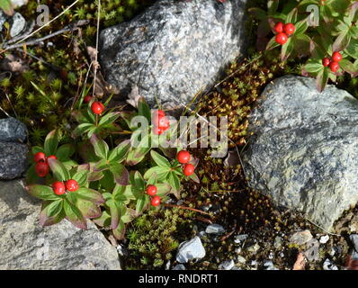 Fruits rouges sur un nain cornel plant Cornus suecica Banque D'Images