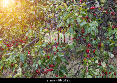 Un arbre dans le jardin avec les pommes, un paradis chinois arbre chinois est un racha, très petite, Banque D'Images