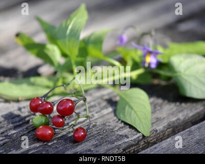 Succursale de Solanum dulcamara morelle douce-amère avec des baies toxiques sur une table Banque D'Images