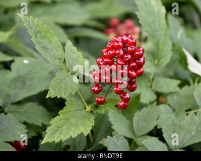 Les fruits rouges toxiques de l'usine actée Actaea rubra dans une forêt Banque D'Images