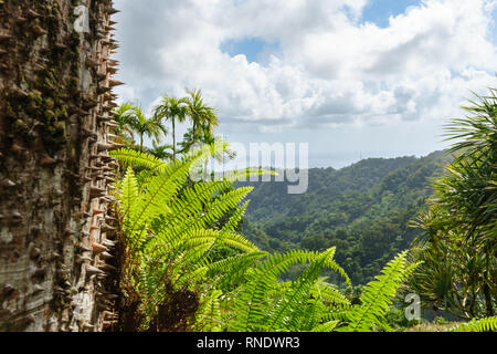 Martinique island nature Banque D'Images