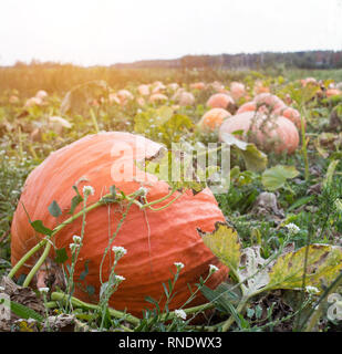 Grandes citrouilles qui se situent dans le domaine de l'automne, close-up, golden Banque D'Images