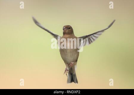 (Fringilla coelebs Chaffinch femelle) planant dans le bord des bois. Février 2019, Gloucestershire, Royaume-Uni Banque D'Images