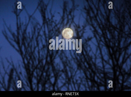 Portland, UK. 18 février 2019. La pleine lune sur l'Île de Portland semble flotter en face de l'arbres lorsqu'il est en fait derrière eux. ' C'est pas de lune . . . C'est une station spatiale ! ' Comme Sir Alec Guiness dit une fois dans un film. Crédit : Stuart fretwell/Alamy Live News Banque D'Images