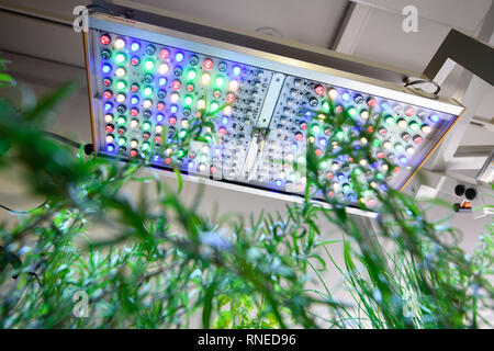 11 février 2019, Bavaria, Munich : une lampe à LED smart lumière végétale peut être vu au-dessus d'une plante dans un magasin d'exposition à l'administration centrale de Osram. La technologie d'éclairage, ce qui peut générer d'onde optimisée pour le développement des plantes, peuvent être utilisés, par exemple, dans des fermes verticales et les serres. Photo : Matthias Balk/dpa Banque D'Images