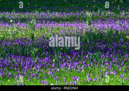 North Somerset, Royaume-Uni. Feb 19, 2019. Météo britannique. Superbe tapis de crocus tôt le matin en Amérique du Someset sur une surface sèche et froide journée. Photo Credit : Robert Timoney/Alamy Live News. Banque D'Images