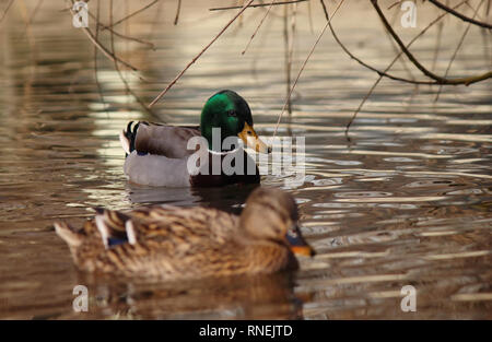 Canards Banque D'Images