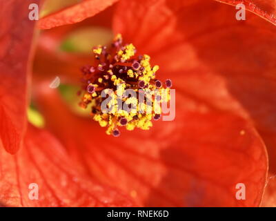 Gros plan sur les parties d'une fleur rouge Indian Mallow Banque D'Images