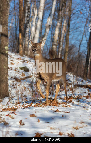 Le cerf doe foot stomping dans une forêt du nord du Wisconsin. Banque D'Images