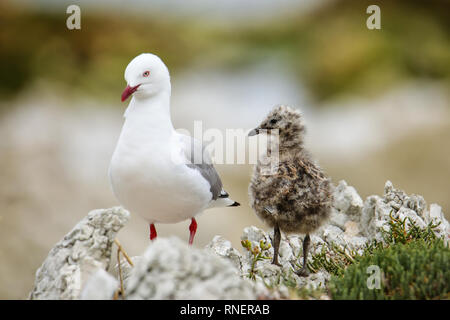 Red-billed gull avec petit poussin, péninsule de Kaikoura, île du Sud, Nouvelle-Zélande. Cet oiseau est originaire de Nouvelle-Zélande. Banque D'Images