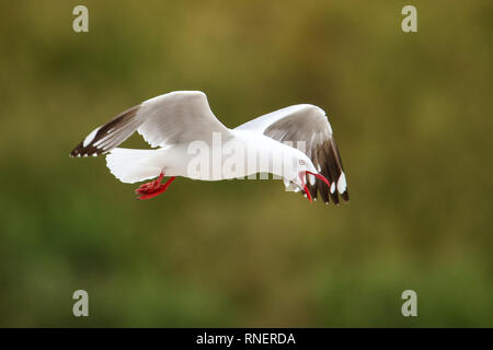 Red-billed gull en vol, la péninsule de Kaikoura, île du Sud, Nouvelle-Zélande. Cet oiseau est originaire de Nouvelle-Zélande. Banque D'Images