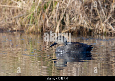 Le Canard chipeau (Mareca strepera) - hommes l'hiver au bord du Danube, près de Bratislava, Slovaquie Banque D'Images