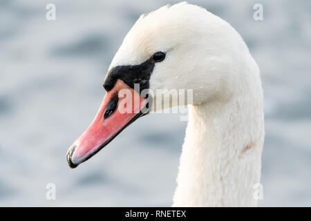 Portrait of a white swan (Cygnus olor) sur le Danube à Vienne Banque D'Images