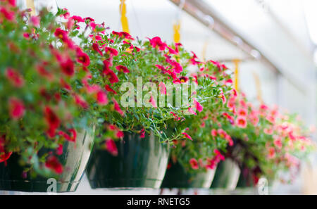 Les semoirs de Calibrocha suspendus (millions de cloches) en fleur dans une pépinière. Banque D'Images