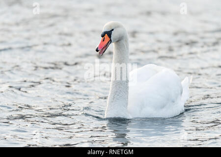 Portrait of a white swan (Cygnus olor) sur le Danube à Vienne Banque D'Images