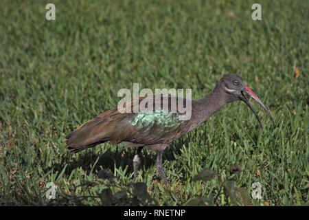 (Hagedashia hagedash Ibis hagedash) sur une pelouse à Morro Jable Fuerteventura Espagne Banque D'Images