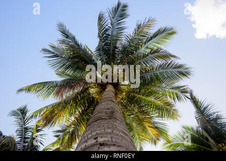 Vue de dessous d'un beau palmier avec bleu ciel ensoleillé Banque D'Images