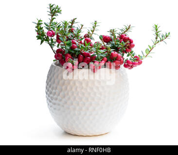 Gaultheria mucronata plante en pot isolated on white Banque D'Images