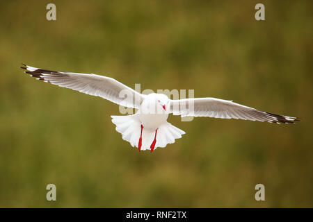 Red-billed gull en vol, la péninsule de Kaikoura, île du Sud, Nouvelle-Zélande. Cet oiseau est originaire de Nouvelle-Zélande. Banque D'Images