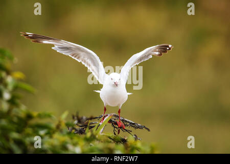 Red-billed gull en vol, la péninsule de Kaikoura, île du Sud, Nouvelle-Zélande. Cet oiseau est originaire de Nouvelle-Zélande. Banque D'Images