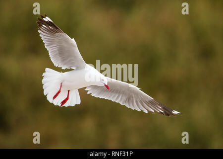 Red-billed gull en vol, la péninsule de Kaikoura, île du Sud, Nouvelle-Zélande. Cet oiseau est originaire de Nouvelle-Zélande. Banque D'Images