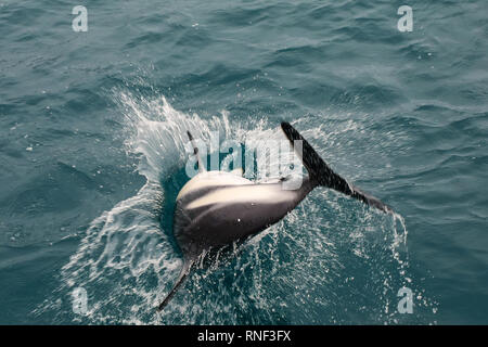 Dusky dolphin jouant dans l'océan, près de Kaikoura, Nouvelle-Zélande. Kaikoura est une destination touristique populaire pour observer et nager avec les dauphins. Banque D'Images