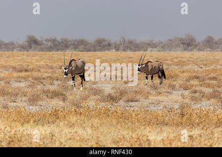 Couple de Gemsbok, Oryx gazella beisa, se dresse sur Savannah en Namibie Banque D'Images