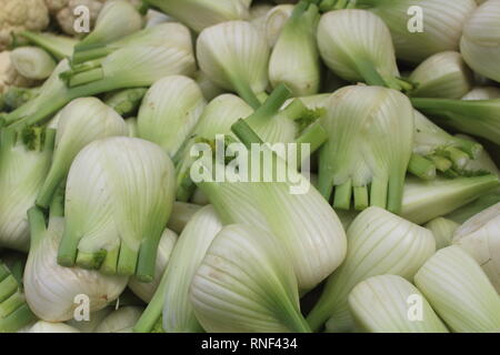 Fenouil bio Banque D'Images