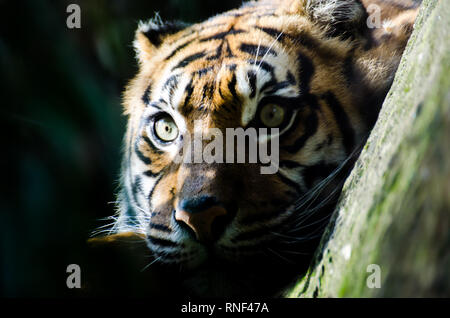 L'hypnotique et fascinant regard d'un tigre de Sumatra. Il vit en Asie, dans les forêts tropicales de l'île indonésienne de Sumatra Banque D'Images