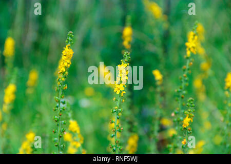 Fleurs jaune d'Agrimonia eupatoria foisonnent dans champ. Aigremoine Agrimonia plante commune à base de Eupatoria. Aigremoine commune fleurs jaunes de près. Banque D'Images