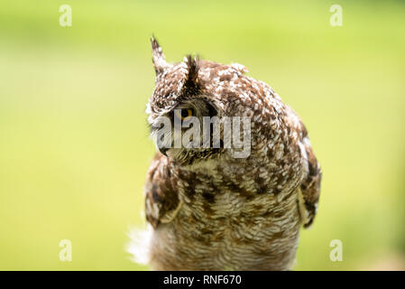 Une vue rapprochée d'un mâle Spotted Eagle Owl perché sur une souche d'arbre , Midlands du Natal, Afrique du Sud. Banque D'Images