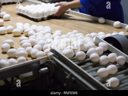 L'emballage et le tri des oeufs de poule à un élevage de volailles dans les bacs spéciaux à partir d'un convoyeur, close-up, de produit, de l'agriculture, de déménagement Banque D'Images