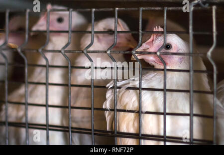 Les jeunes poulets assis dans une cage sur une ferme d'élevage de poulets, close-up, les jeunes animaux, ferme avicole, piscine intérieure Banque D'Images