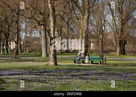 Crocus (Crocus sp.), les jardins du palais de Husum, Schleswig-Holstein, Allemagne, Europe Banque D'Images