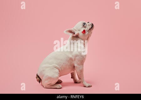 Bouledogue français avec cœur rouge sur fond rose sur la bouche Banque D'Images