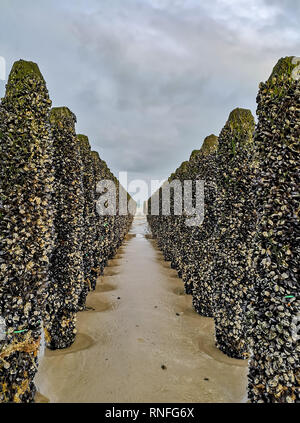 Marée basse l'exposition Lignes de moules cultivées sur robes attachées à des poteaux dans la baie de Wissant au Cap Gris-nez, Pas-de-Calais dans le Nord de la France Banque D'Images